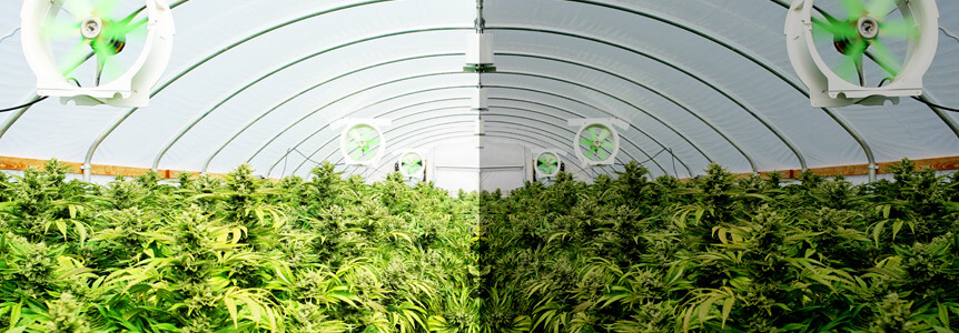 weedFarming_body1 (1)